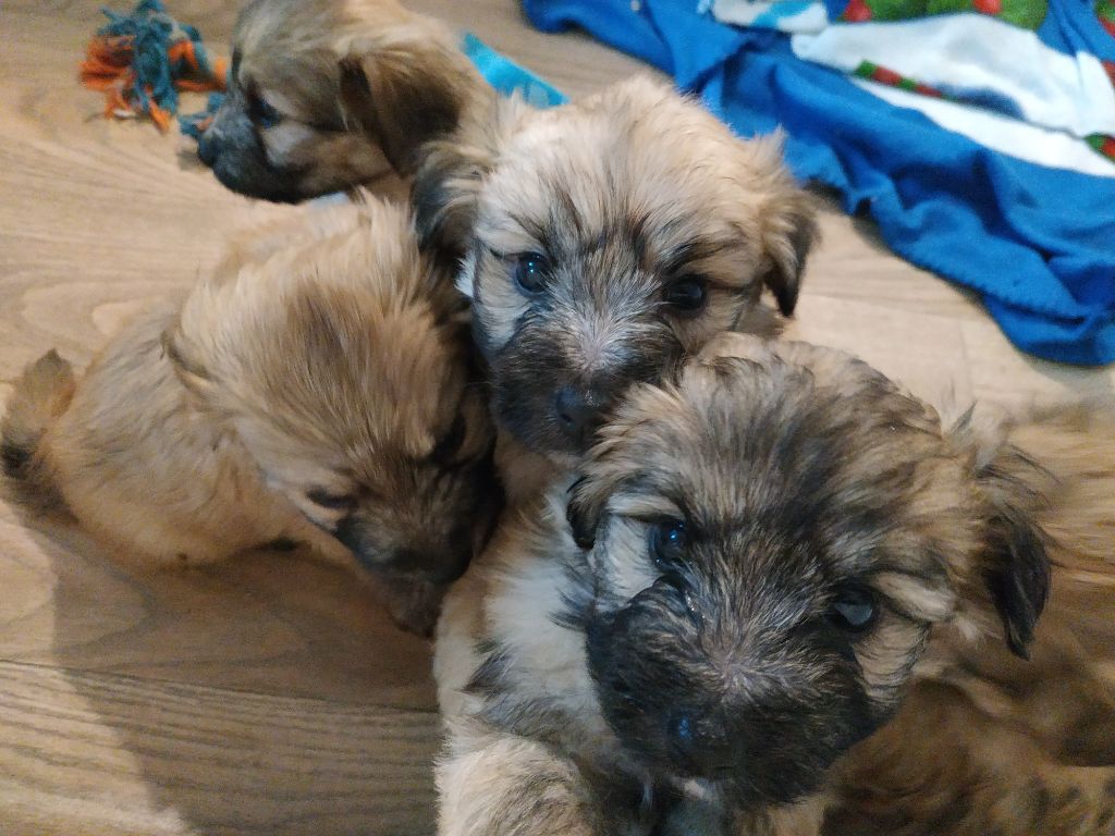 chiot Berger des Pyrenees à poil long Sébastien Lagoutte