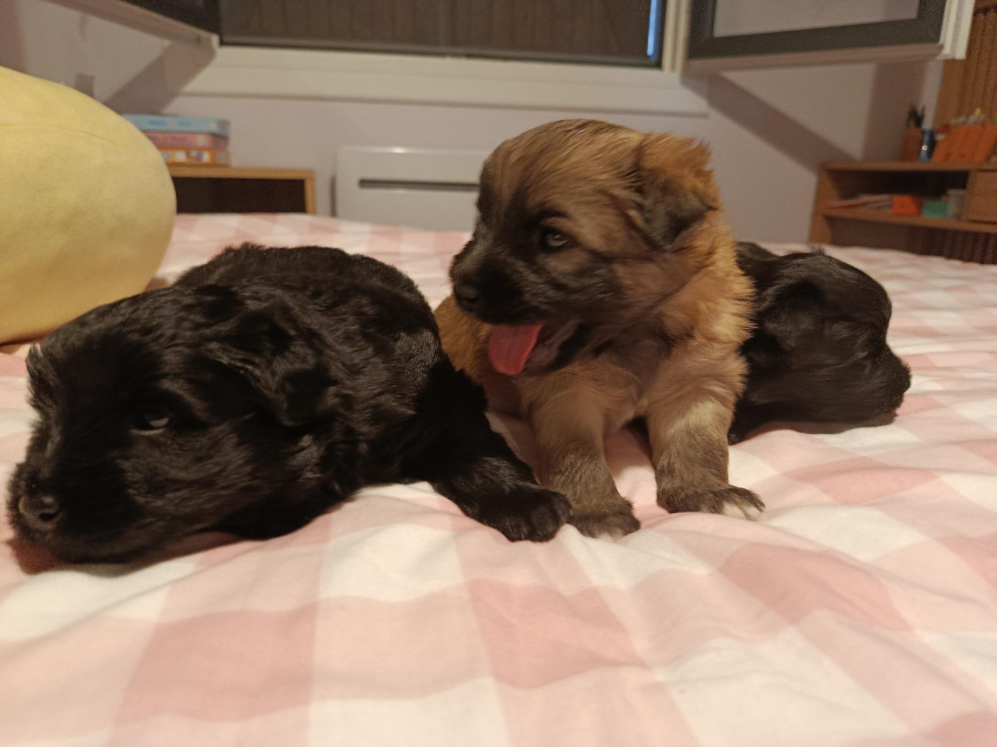 Chiot Berger des Pyrenees à poil long Sébastien Lagoutte