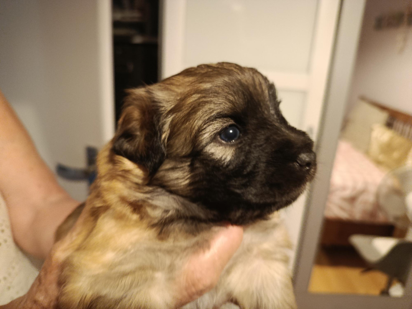 Sébastien Lagoutte - Chiots disponibles - Berger des Pyrenees à poil long