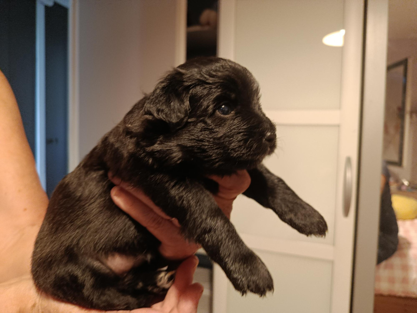 Sébastien Lagoutte - Chiots disponibles - Berger des Pyrenees à poil long